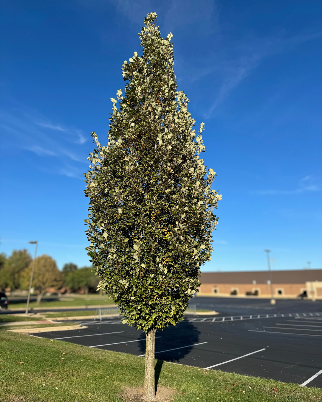 Regal Prince® Oak growing near a school parking lot and sidewalk area.